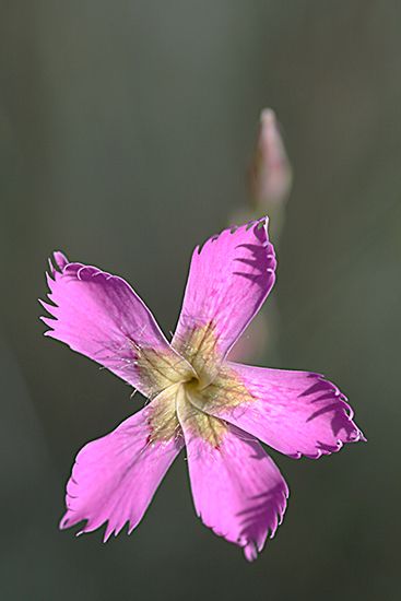 CLAVEL DE ROCA. Dianthus lusitanus. Cariofiliáceas.