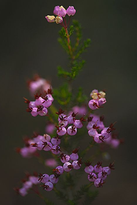 BREZO. Erica australis. Ericaceas.