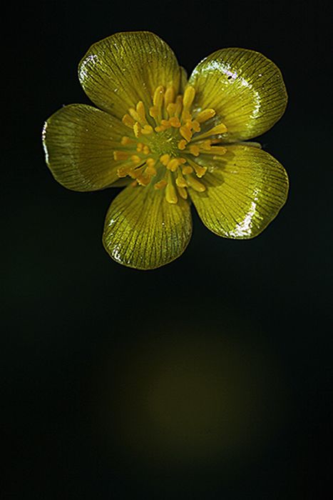 BOTON DE ORO. Ranunculus bulbosus. Ranunculaceas