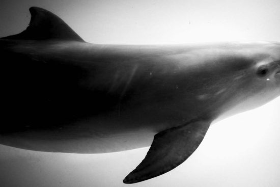 dolphin in cuba, cuban photography fine art by louis alarcon