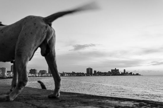 dogs back in Havana, Cuban photo tours of Louis Alarcon