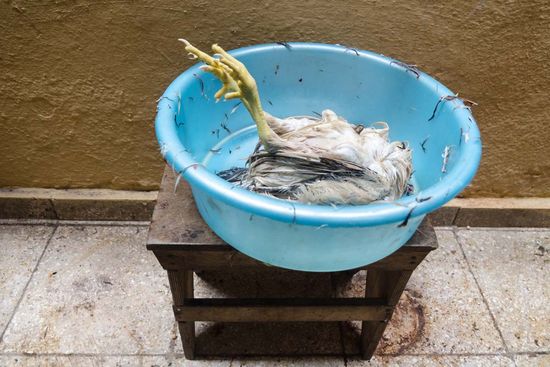 dead chicken in a ceremony of santeria in cuba, by louis Alarcon