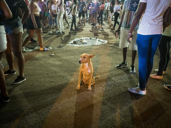 cuban street photo, lonely dog in the middle of carnivals in Cuba.