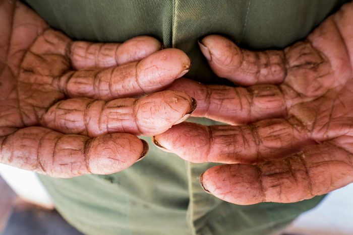 broken hands of a farmer in cuban raw hourse
