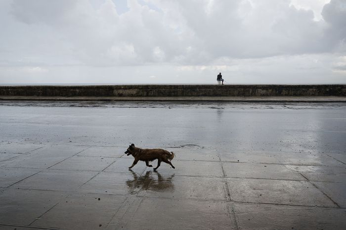 dogs in cuba in a wet day, picture of cuba