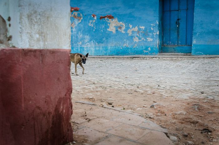 mistery dog in cuba,  street photography in cuba