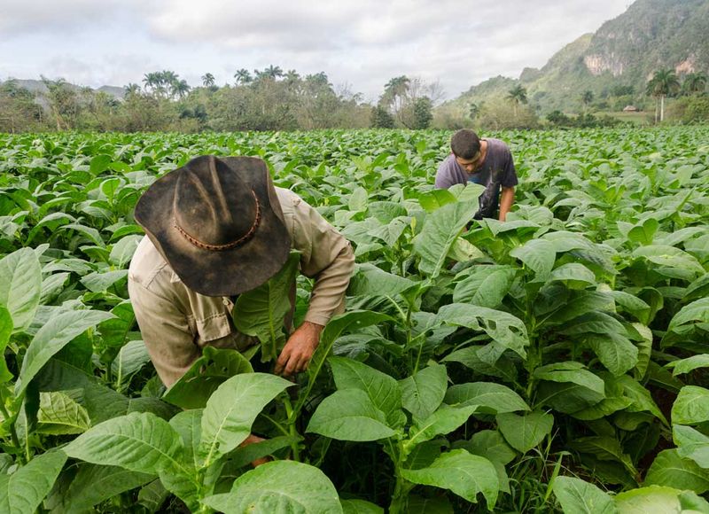 Cuban "war heroes" : living in the countryside