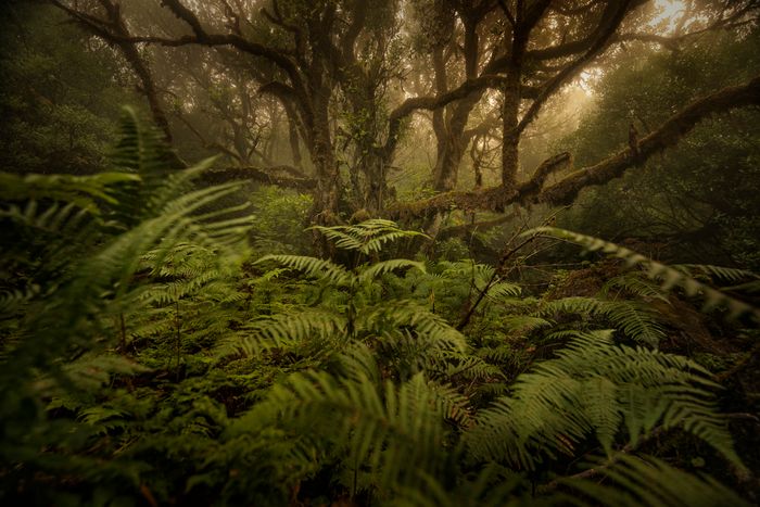 Rainforest. Madeira