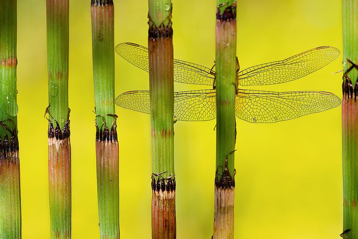 DE IMAGO A DRAGONFLY-ALMERIA-ESPAÑA