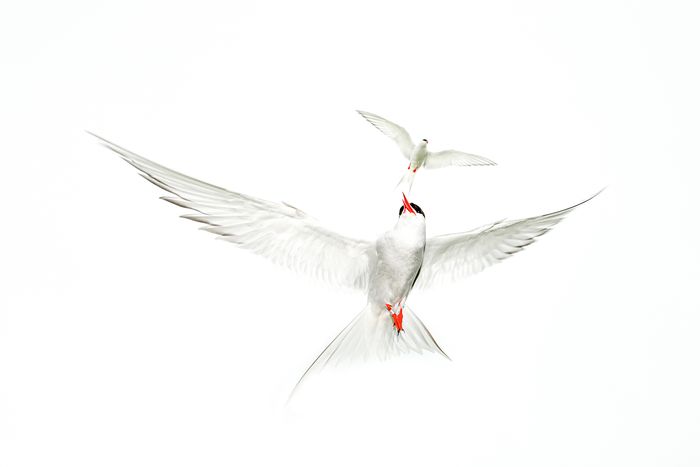 Terns Dance