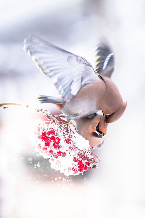 Waxwing Fight