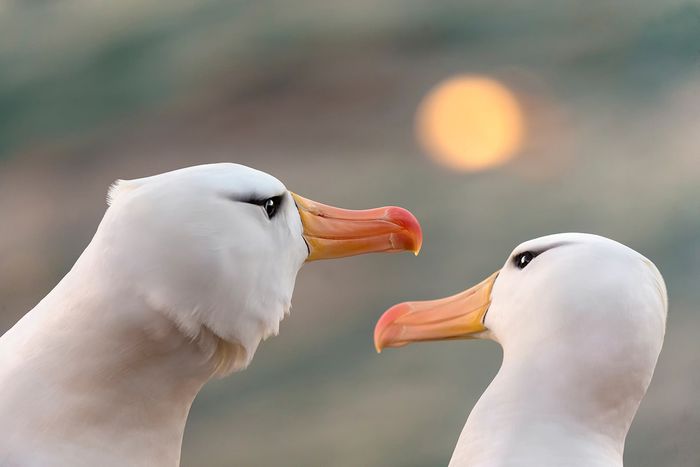 DARÍO PODESTÁ - Albatros in love