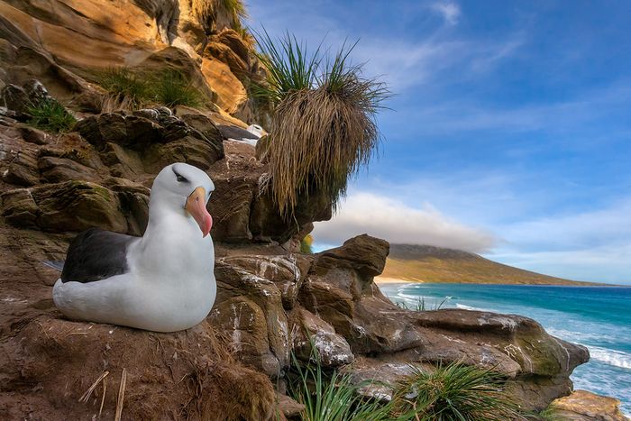 DARÍO PODESTÁ - Albatros paradise