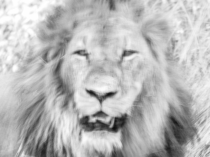 Daniel Salgado · Lion king II