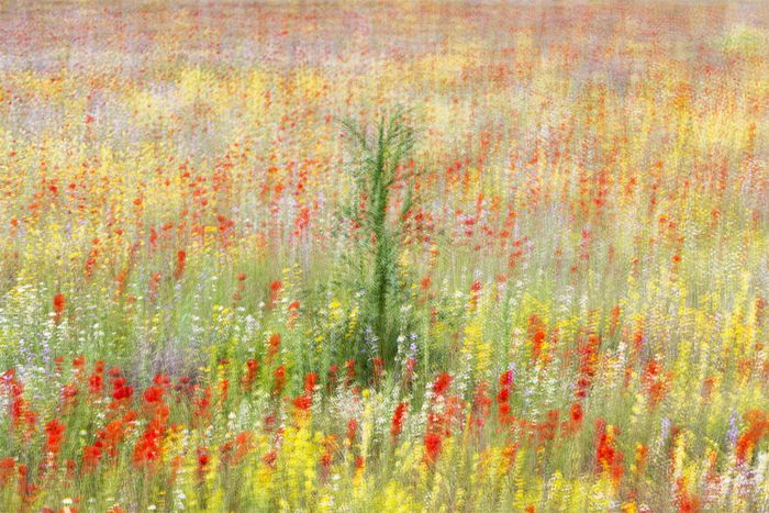 David Frutos Egea · Painting Poppies