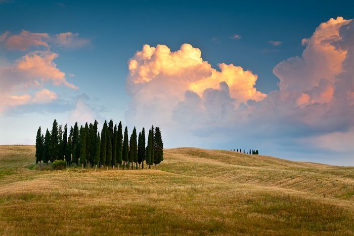 The herd. Landscape of Tuscany (Italy)