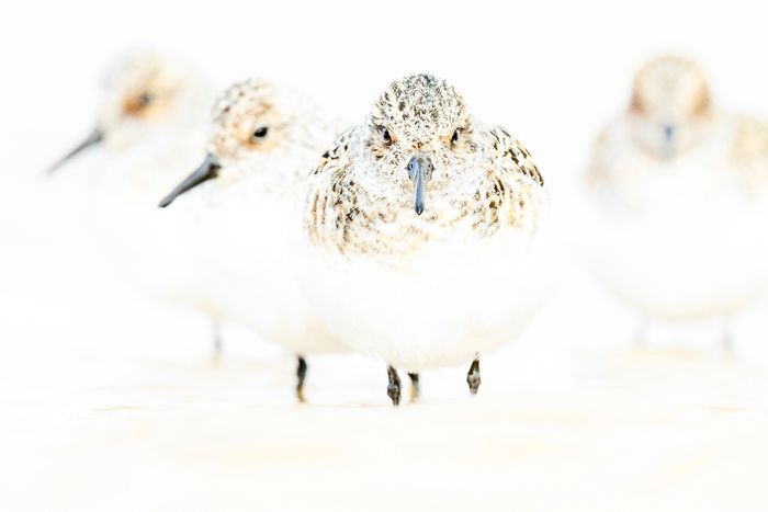Four sanderlings