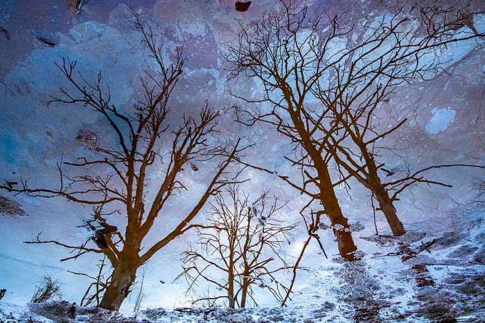 Ignacio Medem · The Tree Sky