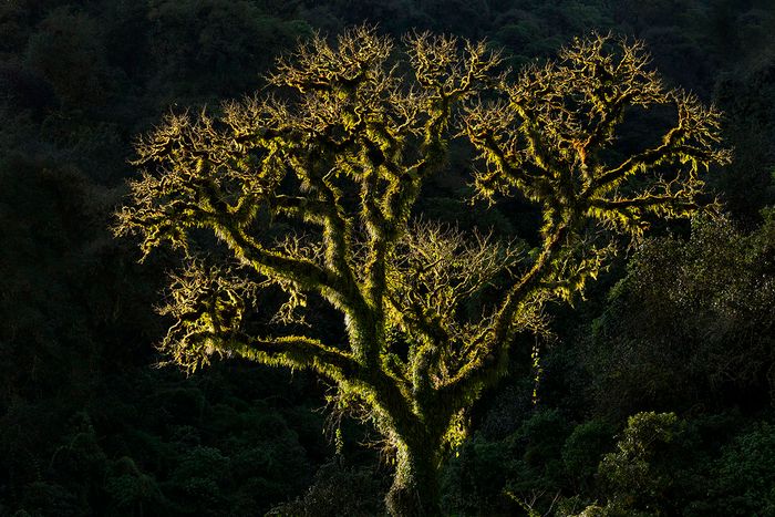 DARÍO PODESTÁ - Tree of Life