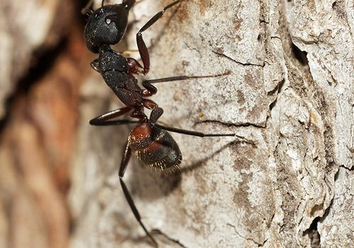 Hormiga-Camponotus-cruentatus