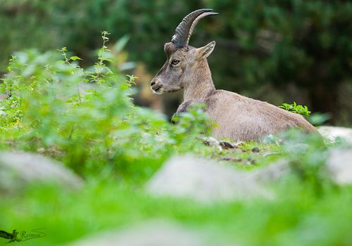 Ibice-Cabra-salvaje-Capra-ibex