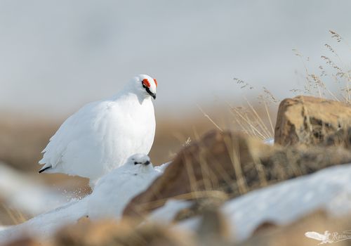 perdiz-nival-macho-nieve-blanco-svalbard
