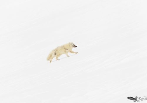 Zorro ártico-nieve-blanco-Svalbard