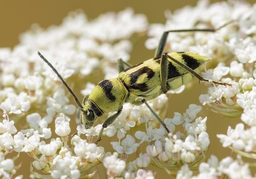 Escarabajo-Chlorophorus-varius