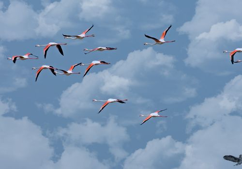 Flamencos vuelo