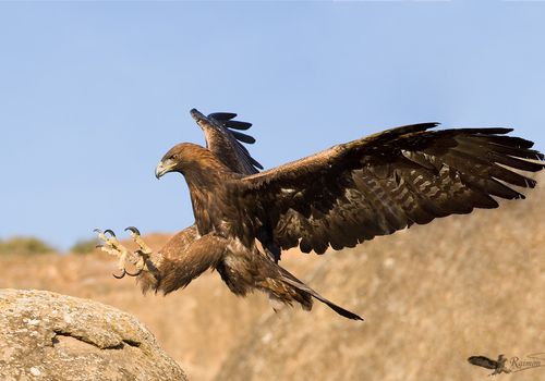 Aguila Real-Aquila Chrysaetos a punto de aterrizar