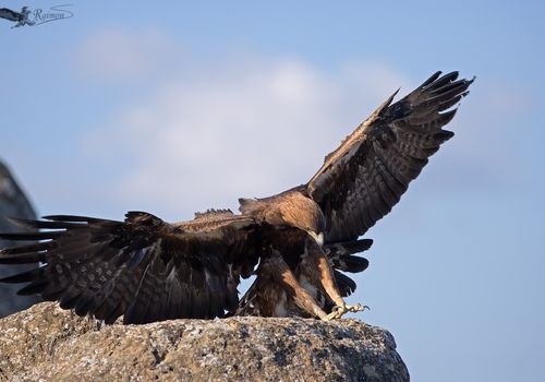 Aguila Real-Aquila Chrysaetos aterrizando