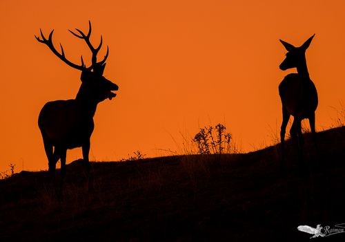 siluetas-ciervos-amanecer-naranja  