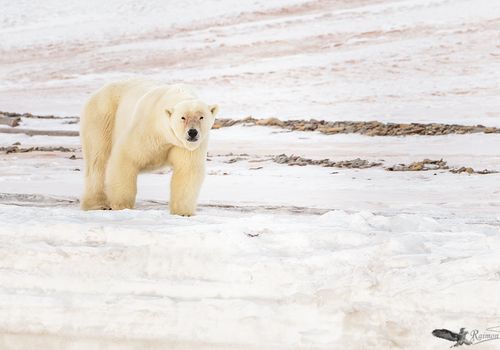 Frost-oso-polar-svalbard
