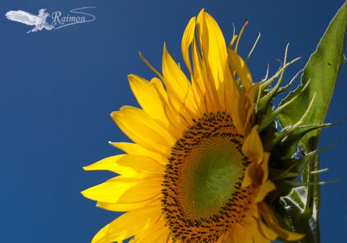 Girasol-Helianthus-annuus