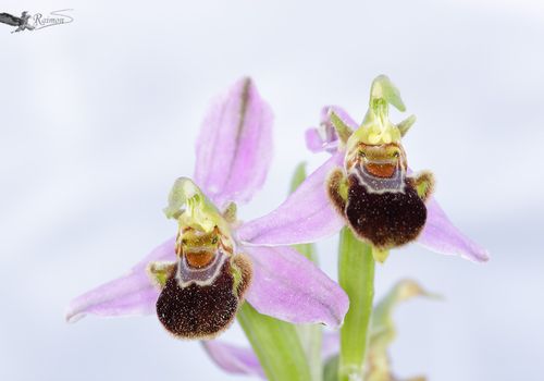 Ophrys-apifera-pareja