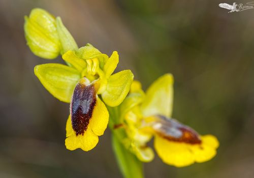 Ophrys-lutea