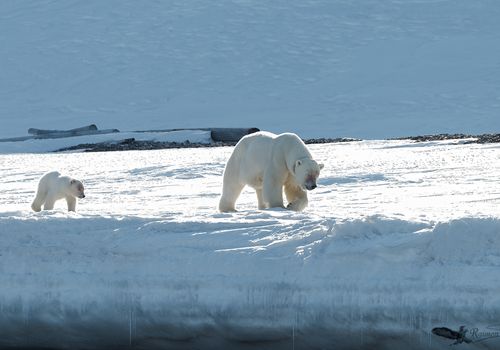 Frost-oso-polar-osezno-banquisa-artica-svalbard