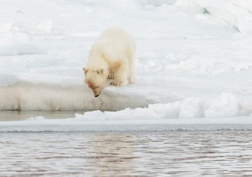 osezno-oso-polar-banquisa-artica-svalbard