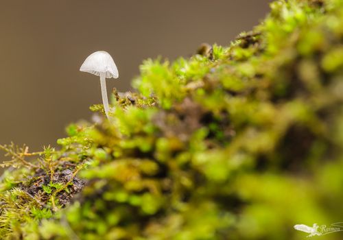 Hemimycena-cucullata