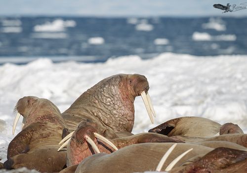 morsas-grupo-hielo-mar-svalbard