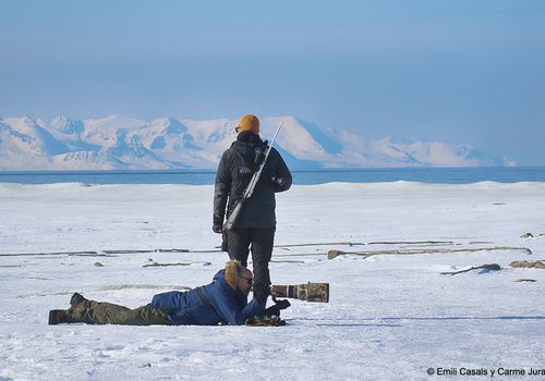 Fotografiando morsas en Poole-pynten, Svalbard. Ártico 2022 