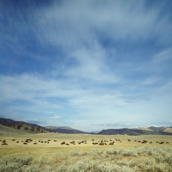 landscape, USA, united states, fall, yellowstone national park