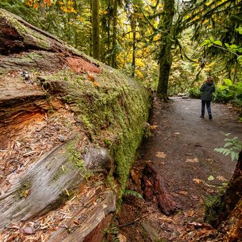 landscape, Canada, fall, Vancouver island, Cathedral grove, British Columbia
