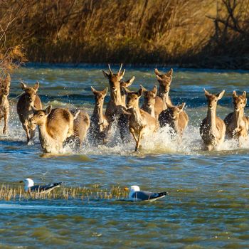 fauna salvatge, catalunya, fotògraf de fauna, fotògraf de natura, animal, foto animal, foto fauna