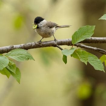 fauna salvatge, catalunya, fotògraf de fauna, fotògraf de natura, animal, foto animal, foto fauna