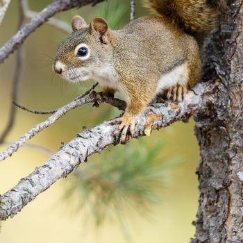 wildlife, usa, wildlife photographer, wilderness, animal, united states wildlife