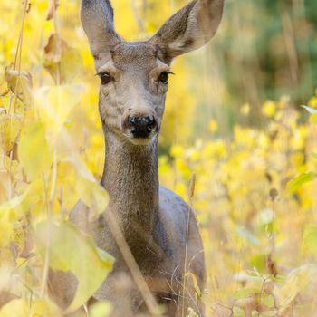 wildlife, usa, wildlife photographer, wilderness, animal, united states wildlife