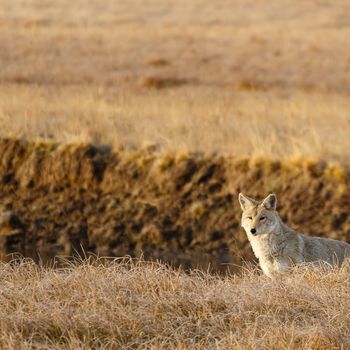 wildlife, usa, wildlife photographer, wilderness, animal, united states wildlife