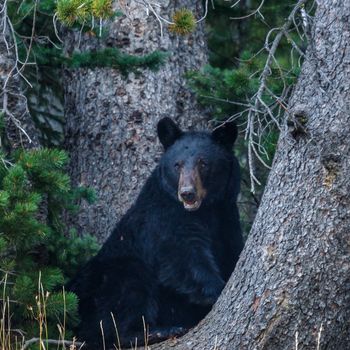 wildlife, usa, wildlife photographer, wilderness, animal, united states wildlife