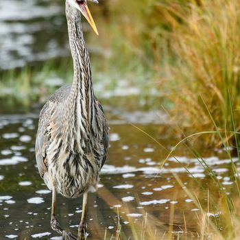 wildlife, usa, wildlife photographer, wilderness, animal, united states wildlife